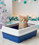 Arenero para gato con gatito en ambiente navideño - formato vertical