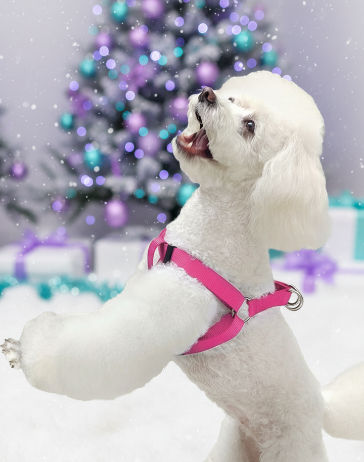 Perro blanco con arnés rosa en ambiente navideño lila y turquesa