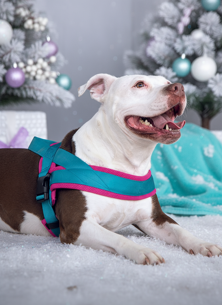 Perro con arnés en ambiente navideño